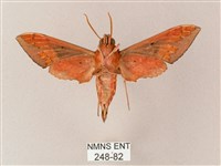 雙斑白肩天蛾藏品圖，第2張