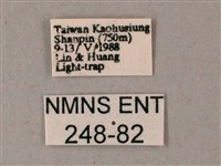 雙斑白肩天蛾藏品圖，第3張