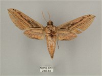 棕綠背線天蛾藏品圖，第2張