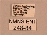 棕綠背線天蛾藏品圖，第3張