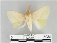 青枯葉蛾藏品圖，第1張