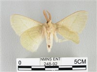 青枯葉蛾藏品圖，第2張