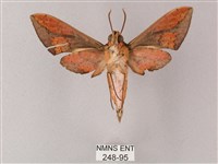 臺灣白肩天蛾藏品圖，第2張