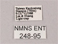 臺灣白肩天蛾藏品圖，第3張