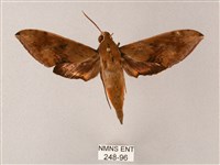 臺灣白肩天蛾藏品圖，第1張