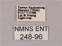 臺灣白肩天蛾藏品圖，第3張