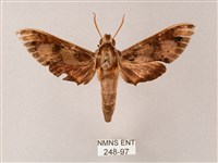 雙斑白肩天蛾藏品圖，第1張