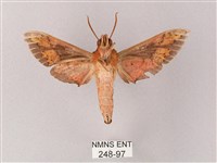 雙斑白肩天蛾藏品圖，第2張