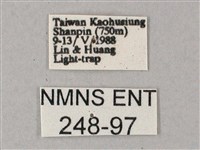 雙斑白肩天蛾藏品圖，第3張