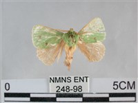 登錄號:000248-00098藏品圖，第1張