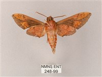 雙斑白肩天蛾藏品圖，第2張