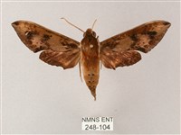 雙斑白肩天蛾藏品圖，第1張