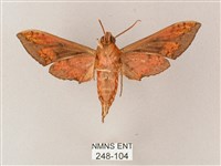 雙斑白肩天蛾藏品圖，第2張