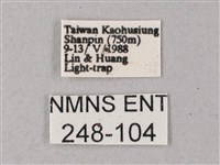 雙斑白肩天蛾藏品圖，第3張