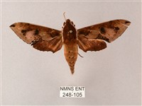 雙斑白肩天蛾藏品圖，第1張