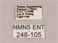 雙斑白肩天蛾藏品圖，第3張