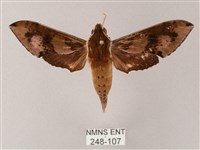 雙斑白肩天蛾藏品圖，第1張