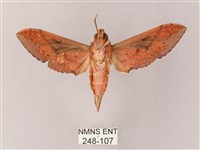 雙斑白肩天蛾藏品圖，第2張