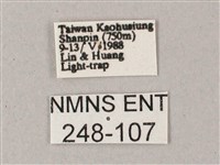 雙斑白肩天蛾藏品圖，第3張