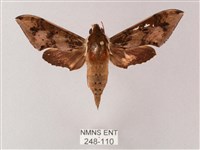 雙斑白肩天蛾藏品圖，第1張