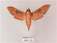 雙斑白肩天蛾藏品圖，第2張