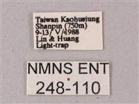 雙斑白肩天蛾藏品圖，第3張