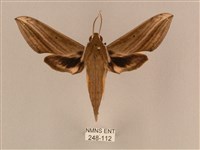 背線天蛾藏品圖，第1張