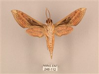 背線天蛾藏品圖，第2張