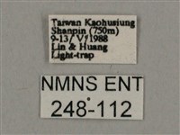 背線天蛾藏品圖，第3張