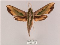 斜綠天蛾藏品圖，第1張