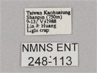 斜綠天蛾藏品圖，第3張