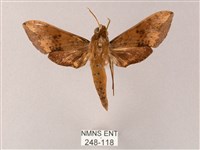 臺灣白肩天蛾藏品圖，第1張