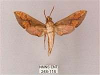 臺灣白肩天蛾藏品圖，第2張