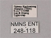 臺灣白肩天蛾藏品圖，第3張