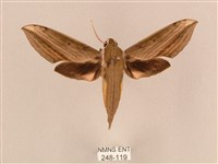 背線天蛾藏品圖，第1張