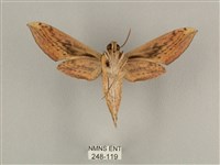 背線天蛾藏品圖，第2張