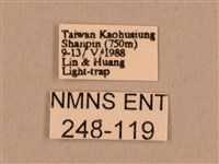 背線天蛾藏品圖，第3張