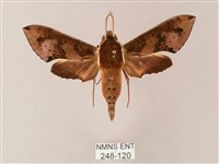 雙斑白肩天蛾藏品圖，第1張