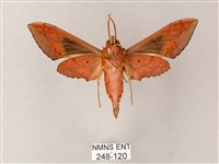 雙斑白肩天蛾藏品圖，第2張