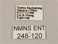 雙斑白肩天蛾藏品圖，第3張