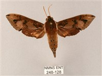 雙斑白肩天蛾藏品圖，第1張