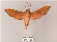 雙斑白肩天蛾藏品圖，第2張