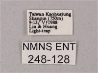 雙斑白肩天蛾藏品圖，第3張