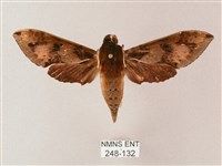 雙斑白肩天蛾藏品圖，第1張