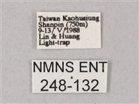 雙斑白肩天蛾藏品圖，第3張