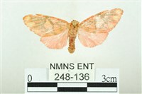 三色豔苔蛾藏品圖，第1張