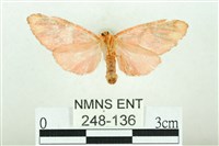 三色豔苔蛾藏品圖，第2張