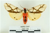 乳白斑燈蛾藏品圖，第1張