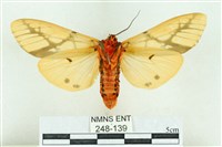 乳白斑燈蛾藏品圖，第2張