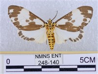 後凸蝶燈蛾藏品圖，第1張